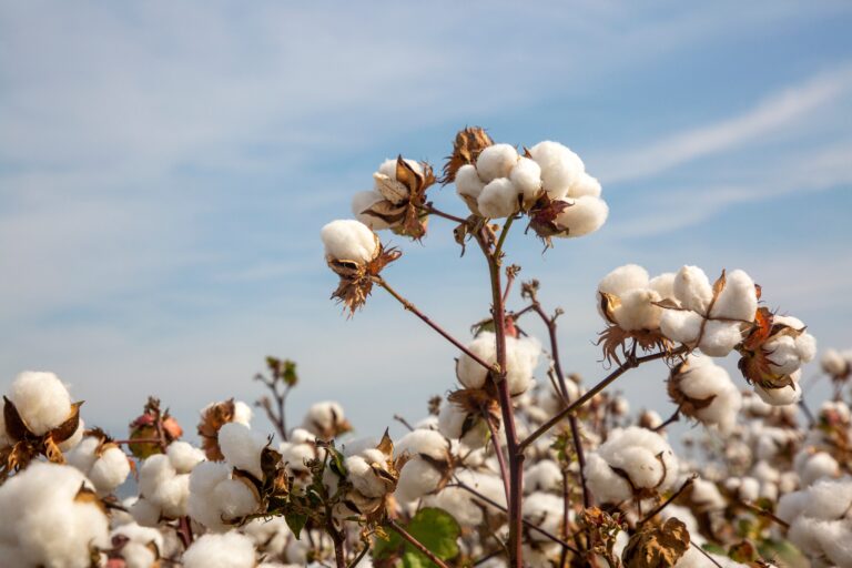 ファームハンド Goondiwindi