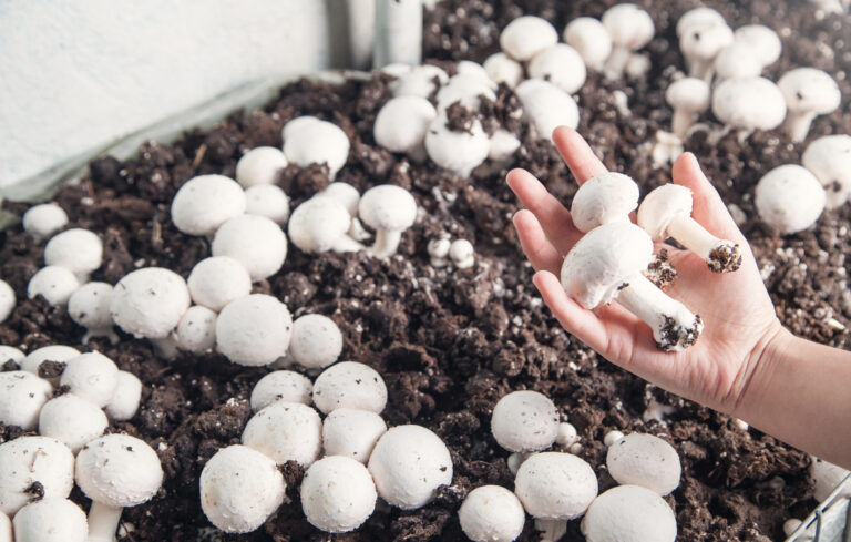 マッシュルーム栽培・収穫 Waterloo Corner